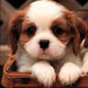 Meet your Posher, Kyla